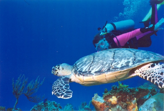  和小海龟一起潜水